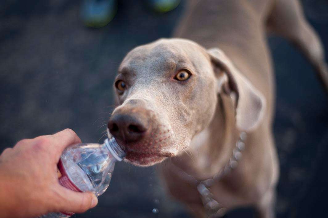 Blind Lady Ale House BLAH Cape Run 2015 dog drinking water bottle weimaraner