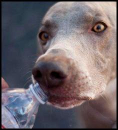 Blind Lady Ale House BLAH Cape Run 2015 dog drinking water bottle weimaraner