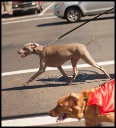 Blind Lady Ale House BLAH Cape Run 2015 black team dogs