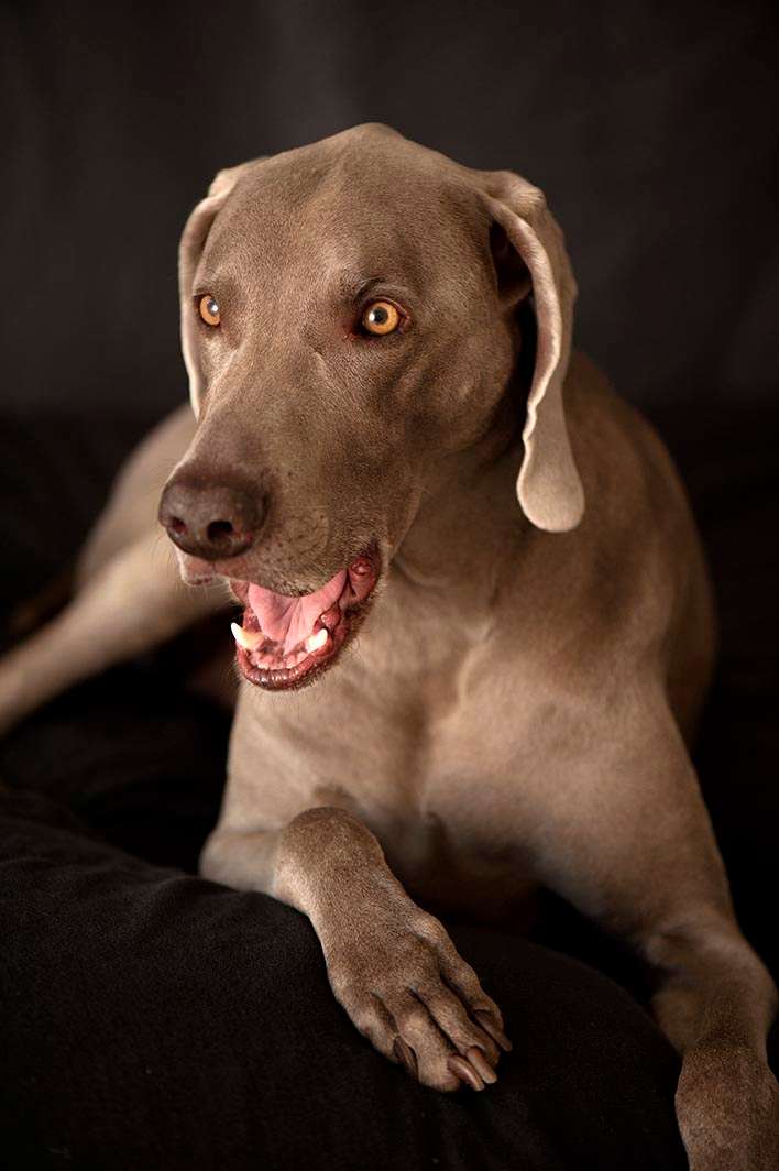 Dog weimaraner yawn