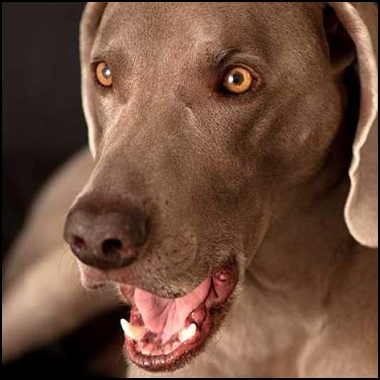 thumbnail Dog weimaraner yawn