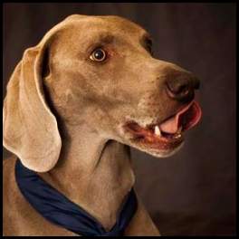 thumbnail Dog weimaraner tie lick