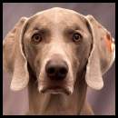 thumbnail Dog weimaraner