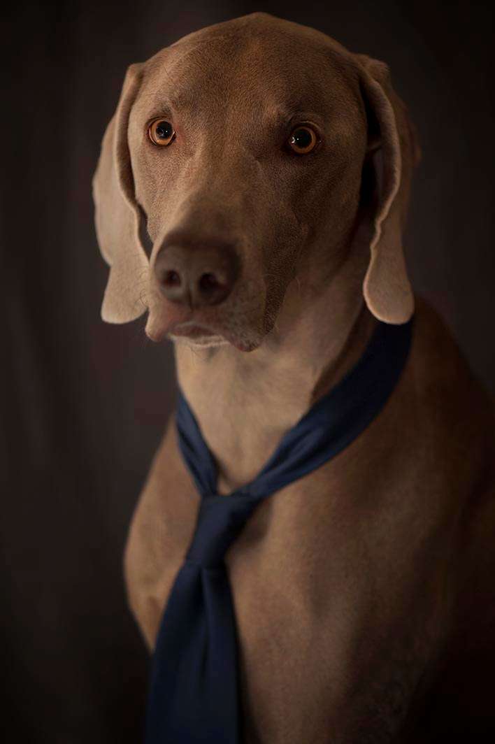 Dog weimaraner blue tie portrait portraiture