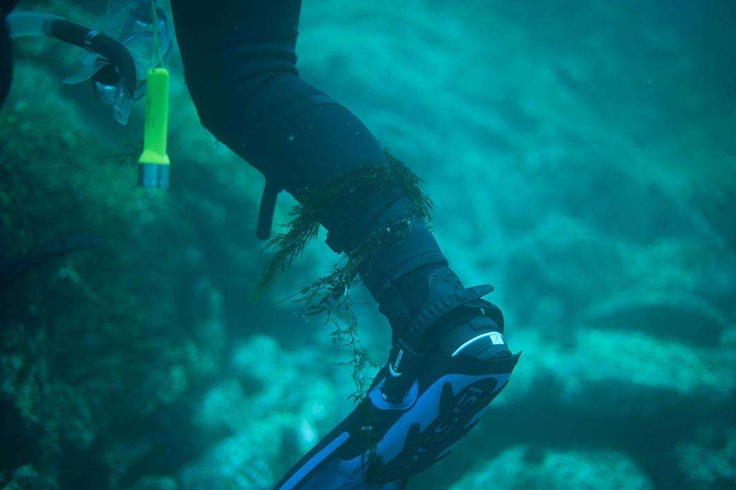 Scuba dive ankle tangled in kelp
