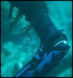 Scuba dive ankle tangled in kelp