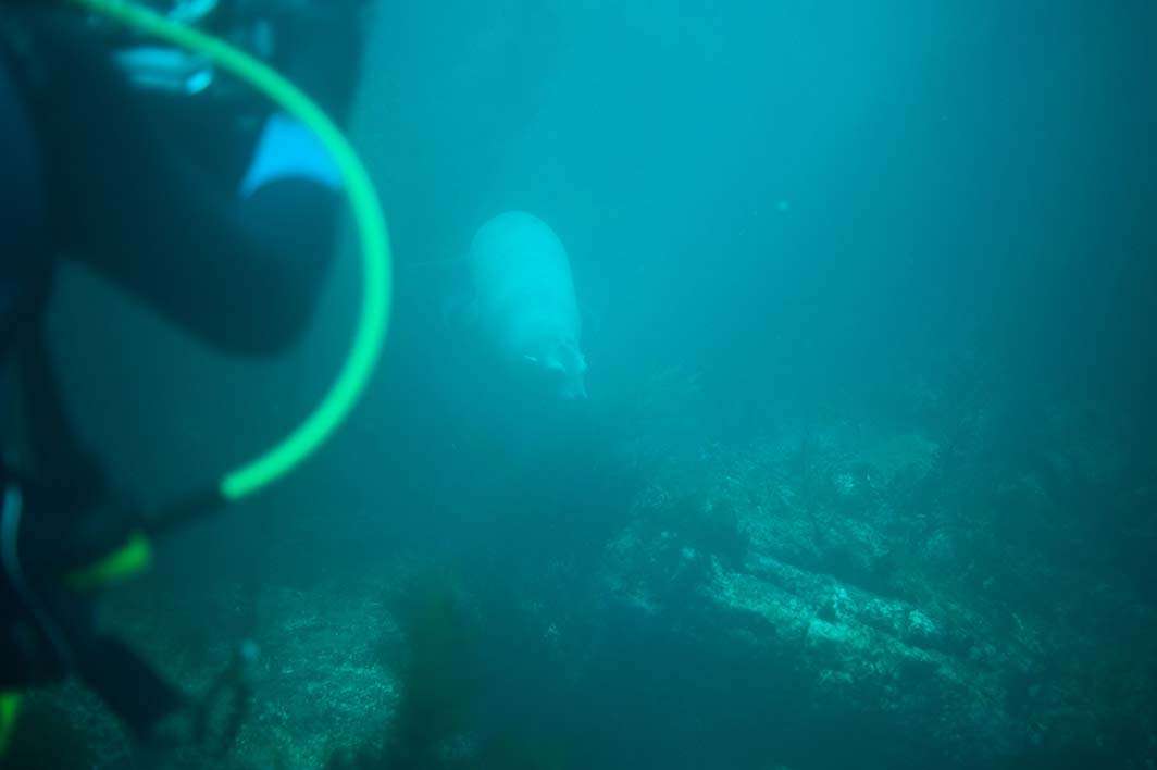 Scuba dive low vis seal