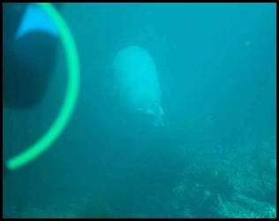 Scuba dive low vis seal