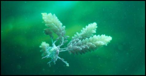 Scuba dive macro plant floating in water
