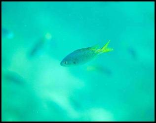 Scuba dive fish yellow tailed