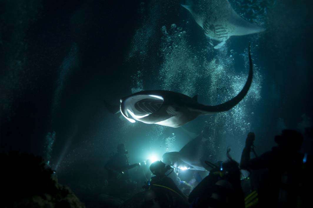 Hawaii Big Island scuba manta dive night underwater photography mouth