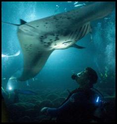 Hawaii big island night scuba dive manta fish campfire