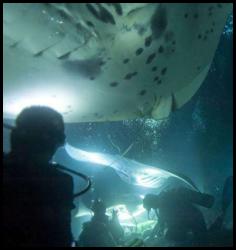 Hawaii big island night scuba dive manta fish campfire