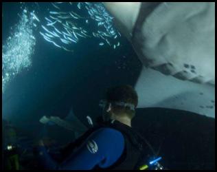 Hawaii big island night scuba dive manta fish campfire