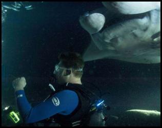 Hawaii big island night scuba dive manta fish campfire