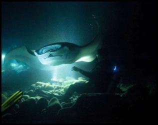 Hawaii big island night scuba dive manta fish campfire