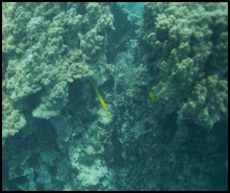 Hawaii big island scuba dive fish reef