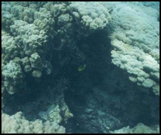Hawaii big island scuba dive fish reef