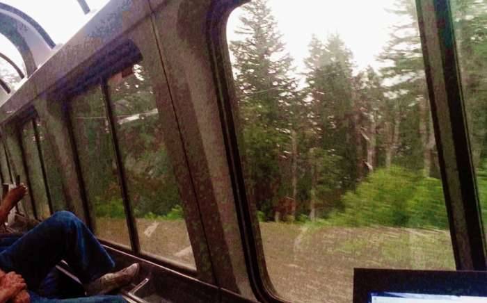 amtrak observation car oregon window trees