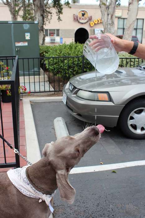 Urban backpacking camping dog weimaraner drinking from pitcher