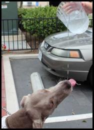 Urban backpacking camping dog weimaraner drinking from pitcher