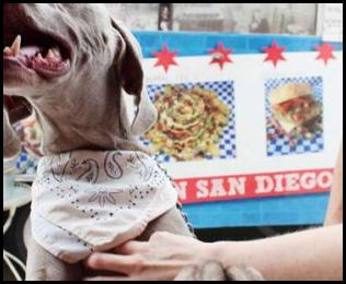 Urban backpacking camping dog weimaraner ordering food