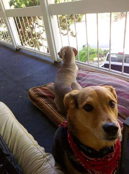 Dogs patio bandana chau weimaraner