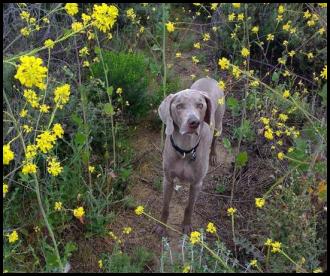 Dog weimaraner flowers