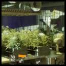 thumbnail Tom Clancy The Division grow room