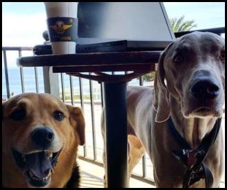 Dogs Goldfish Cafe La Jolla