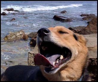 Dog beach happy