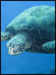 Hawaii Kauai scuba dive sea turtle