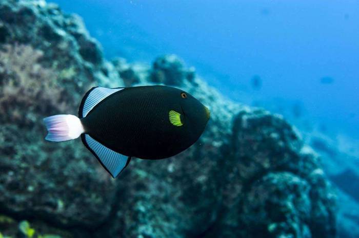 Hawaii Kauai scuba dive underwater photography fish