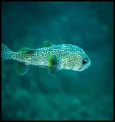 Hawaii Kauai scuba dive puffer fish