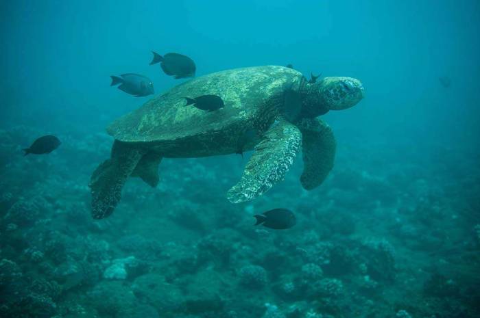 Hawaii Kauai scuba dive underwater photography sea turtle cleaning