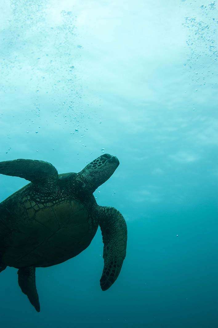 Hawaii Kauai scuba dive underwater photography sea turtle
