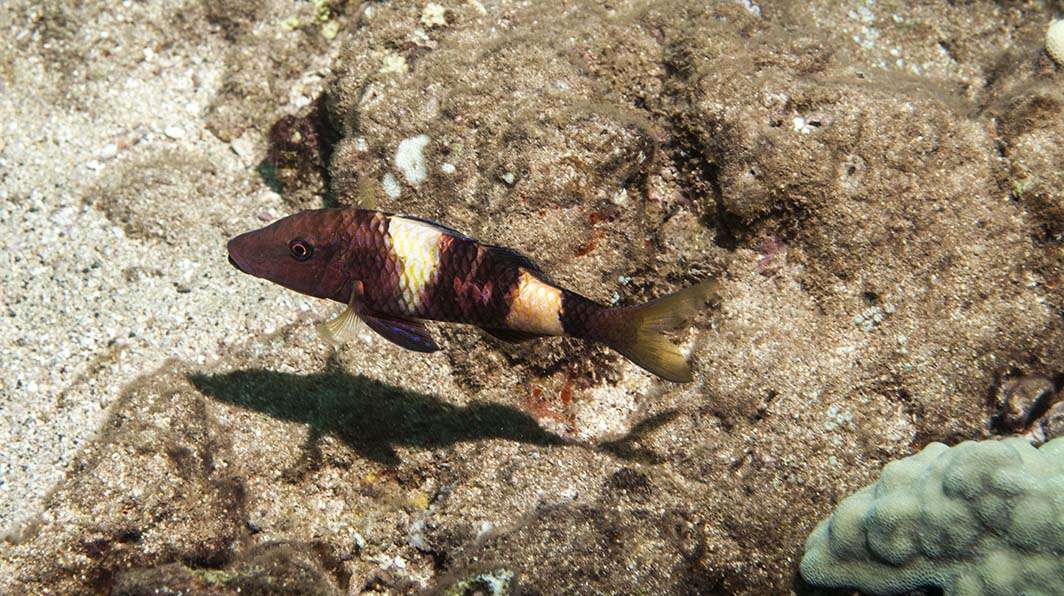 Hawaii Kauai scuba dive fish reef