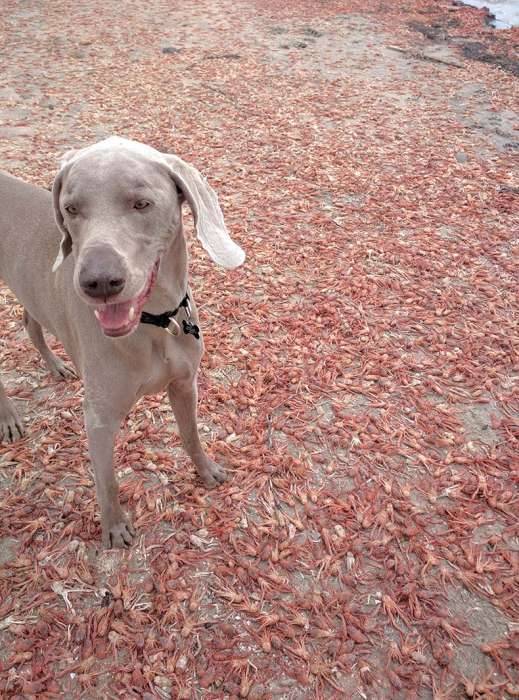 Mission Bay red crabs dead dog weimaraner