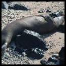 thumbnail Oahu north shore hike Kaena point seal