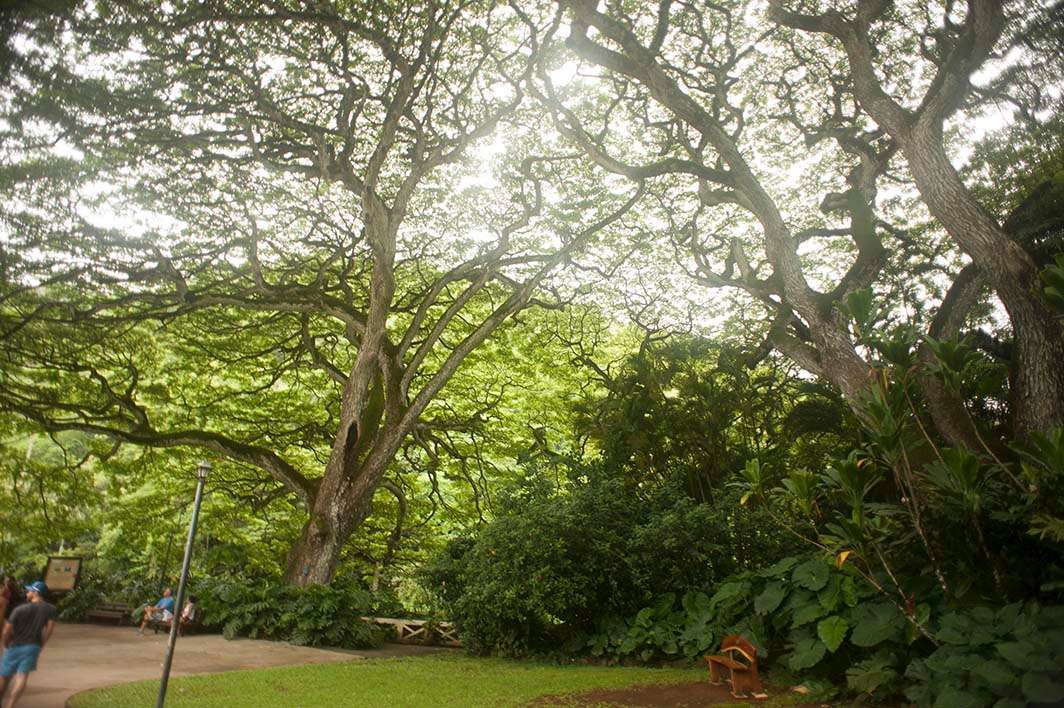 Oahu trees
