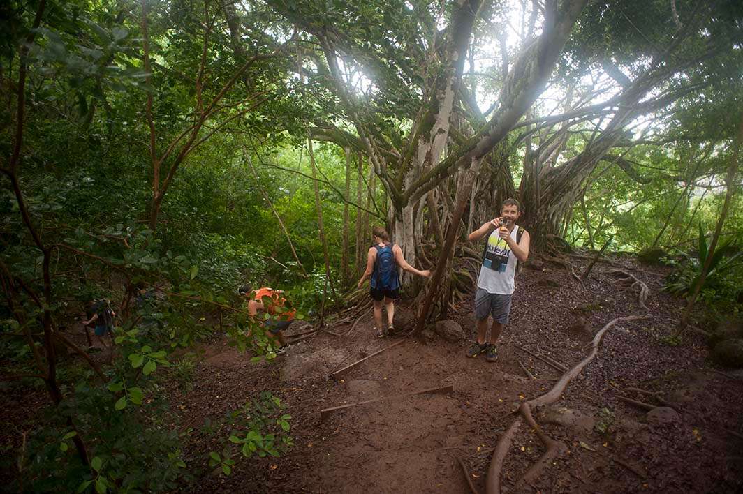Oahu hike trees