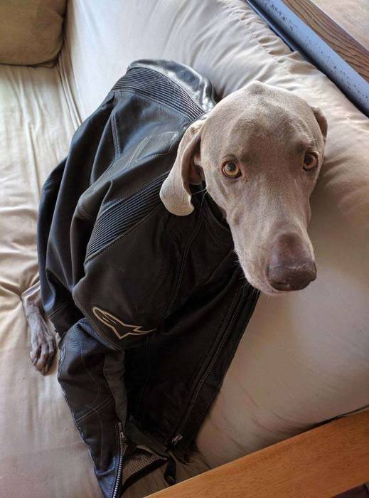 Dog weimaraner Alpinestars motorcycle jacket