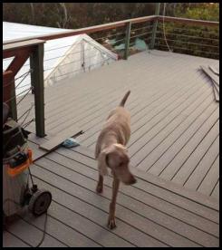 Deck plank installation gray Trex retrofit dog shop vac