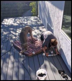 Deck plank installation gray Trex retrofit dog helping