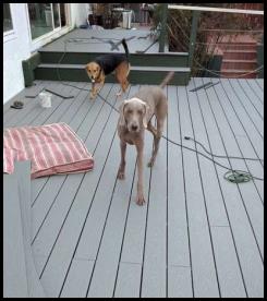 Deck plank installation gray Trex retrofit dogs approve