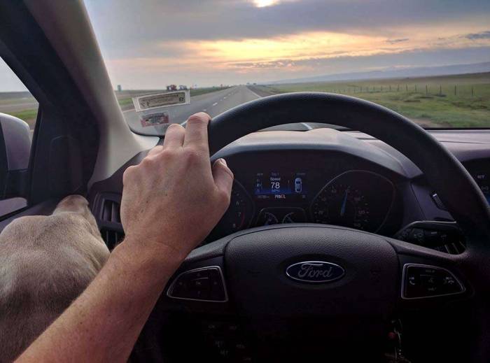 Driving I5 south weimaraner lapdog