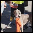 thumbnail 2017 Blind Lady Ale House Cape Run BLAH runners dog weimaraner