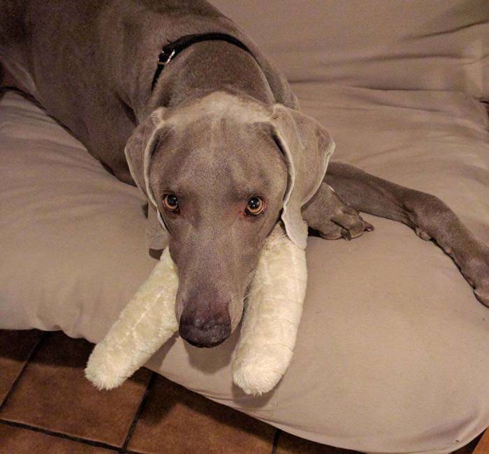 Dog weimaraner bunny toy elephant tusks