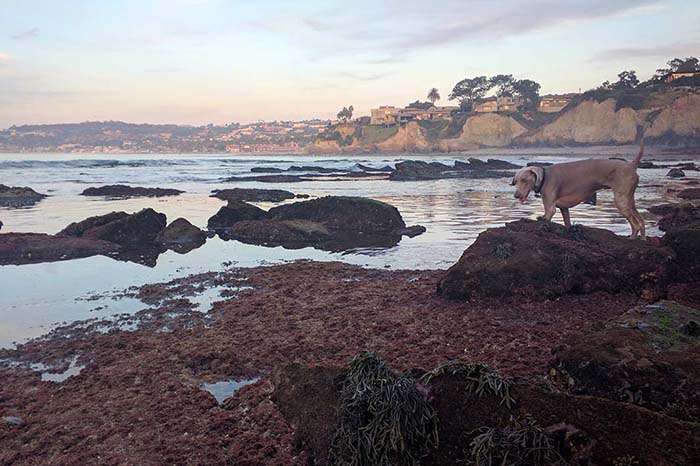 Dog weimaraner shore beach La Jolla