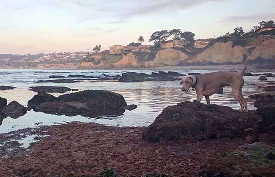Dog weimaraner shore beach La Jolla